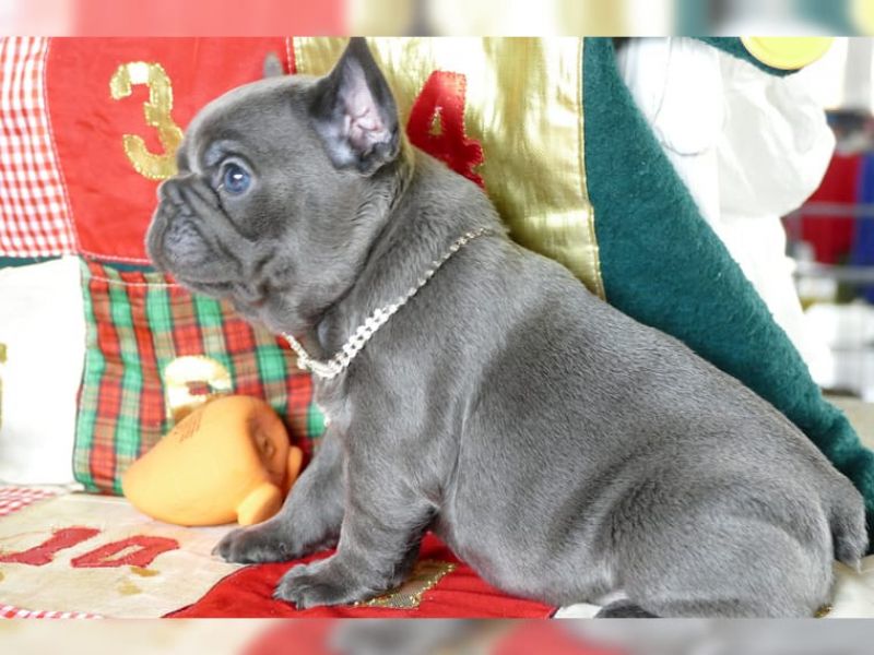 Sani cuccioli di bulldog francese