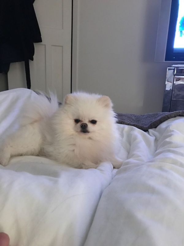 Regalo Volpini cuccioli di pomerania