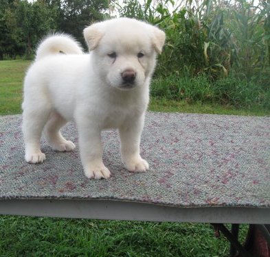  regalo cuccioli di Akita  inu disponibili per l'adozione