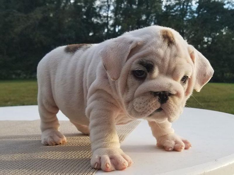 Meravigliosi cuccioli di bulldog inglese maschi e femmine