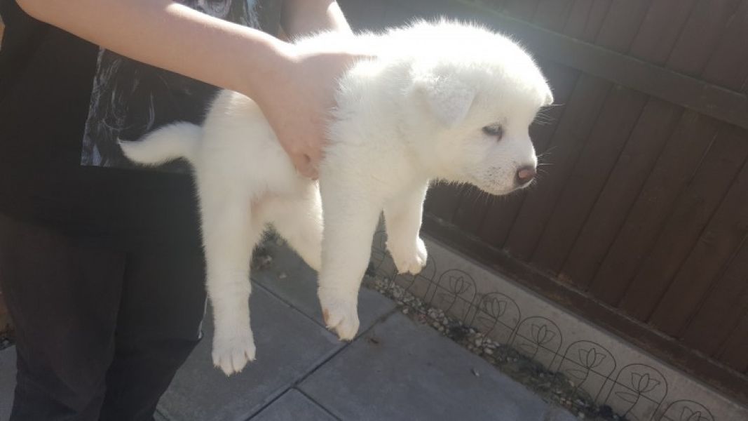 Regalo Akita Splendidi cuccioli..