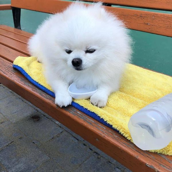 Regalo cuccioli di spitz di pomerania