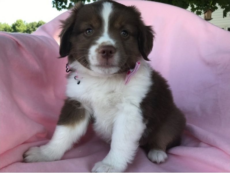  Regalo adorabili cuccioli pastore australiano femminucce e maschietti gratuita i cuccioli sono vacc