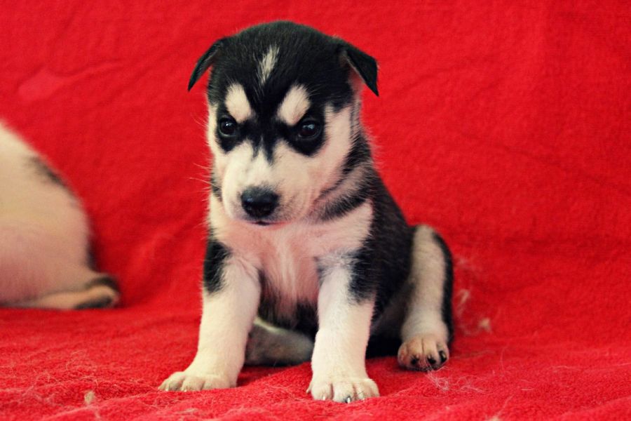 Molto bella e sani cuccioli di Sibarian husky  per adozione maschi e femmine   disponibili (gratis) 