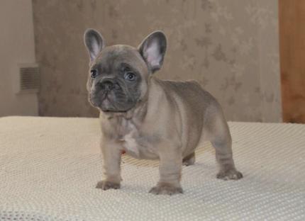 Bella bouledogue francesi