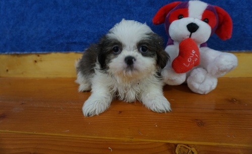 Regalo cuccioli di shih tzu