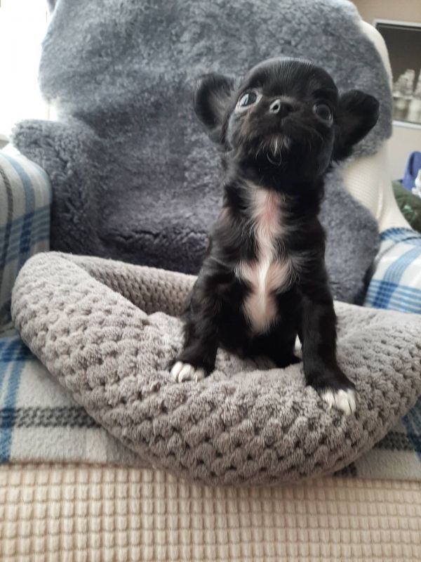  Chihuahua cuccioli introvabili cuccioli di Chihuahua  (marieiris783@gmail.com)