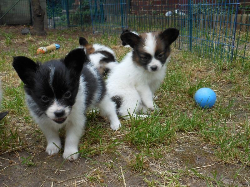 Cuccioli di papillon  per adozione ( maschio e femmina )