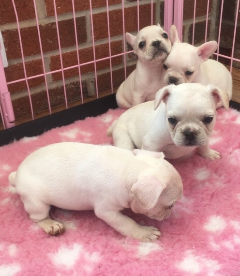REGALO Cuccioli di Bulldog Francese