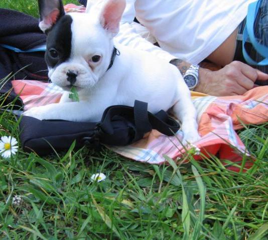Cuccioli di razza bulldog francese per adozione 