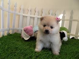 Regalo Volpini cuccioli di pomerania