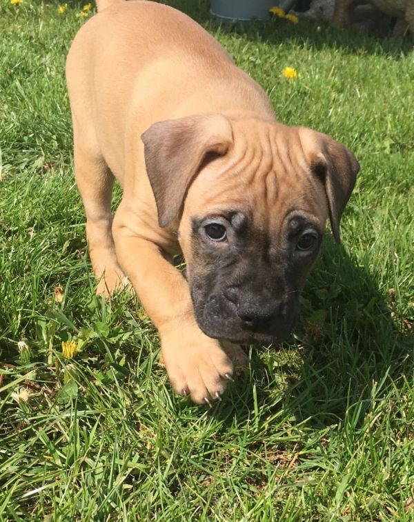 Cuccioli di bullmastiff  per adozione ( maschio e femmina )