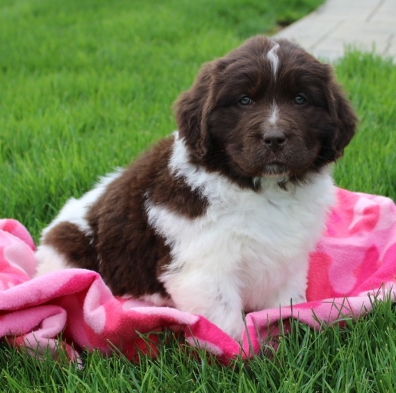 Regalo cuccioli di TERRANOVA