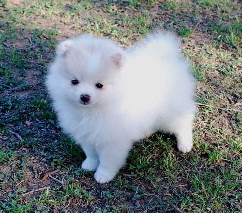 Due spitz tedesco cuccioli disponibili.