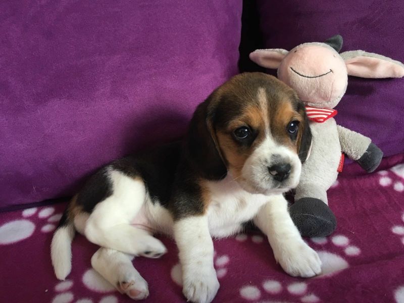 Molto bella e sani  cuccioli di beagle   per adozione maschi e femmine disponibili (gratis)