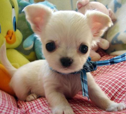 Chihuahua cuccioli