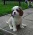  REGALO CAVALIER KING CHARLES SPANIEL,Femminucce e da Maschietti   Disponibili in Allevamento delle 