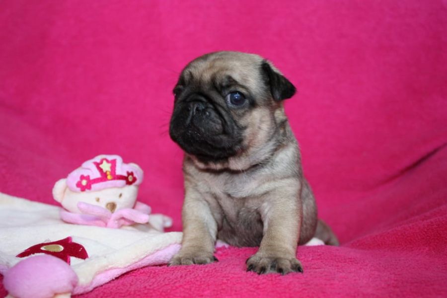  regalo cuccioli di carlino  disponibili per l'adozione