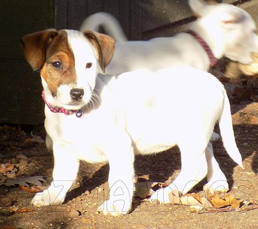 Cuccioli di jack russel ( per regalo )