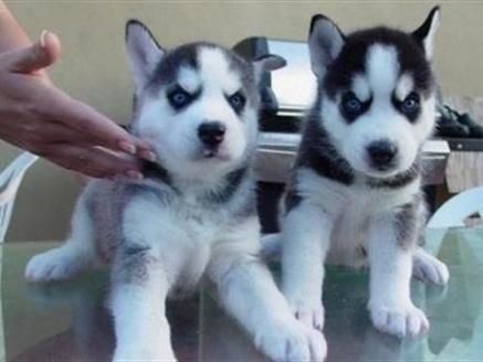 Gentile, amichevole e intelligente cuccioli di Husky Siberiano 