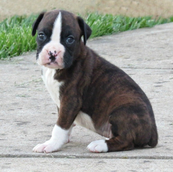 REGALO Estremamente carino cuccioli di boxer per l'adozione