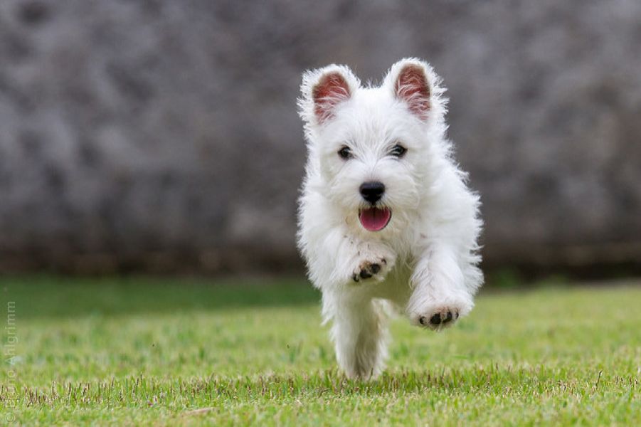 West higland white terrier con pedigree