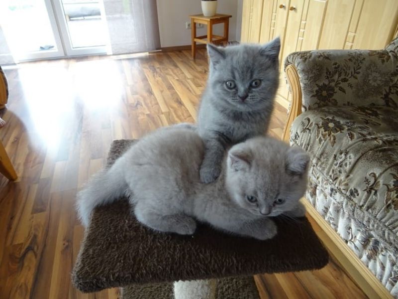 Bellissimi cuccioli di British Shorthair (regalo)