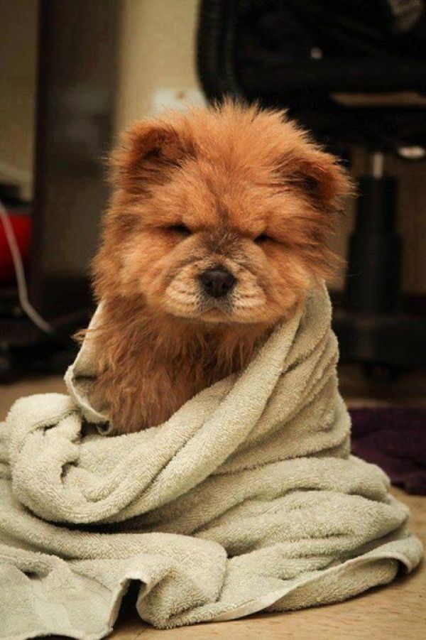 Regalo cuccioli di chow chow