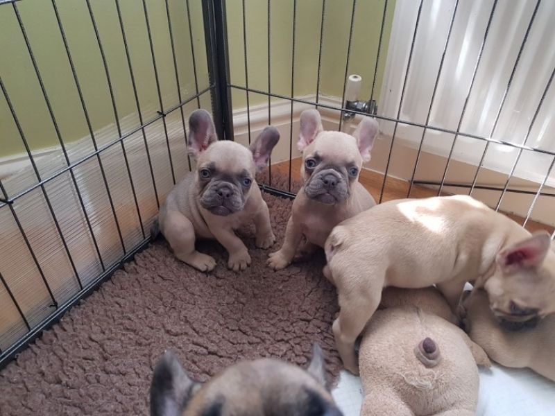 REGALO Cuccioli di Bulldog Francese