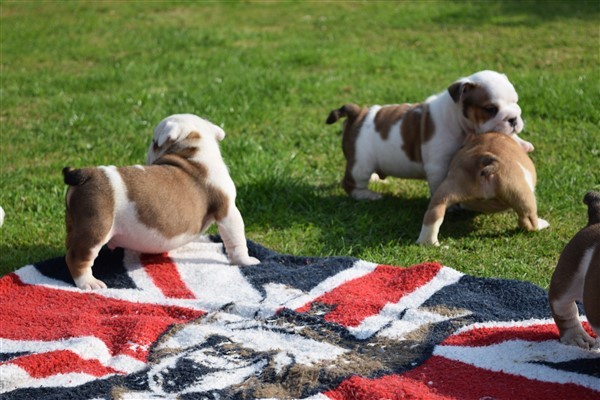 Regalo Bulldog inglese cuccioli disponibili