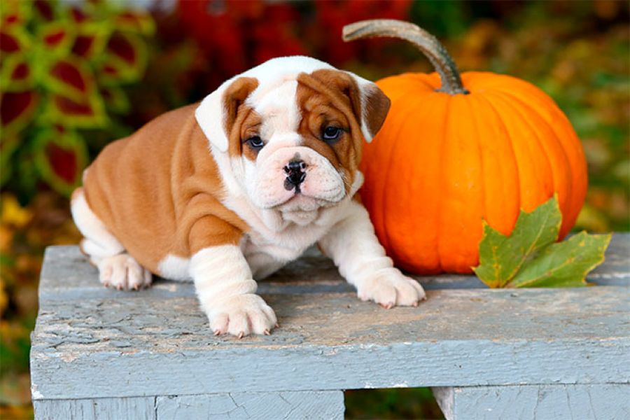 Cuccioli disponibili subito di bulldog inglese
