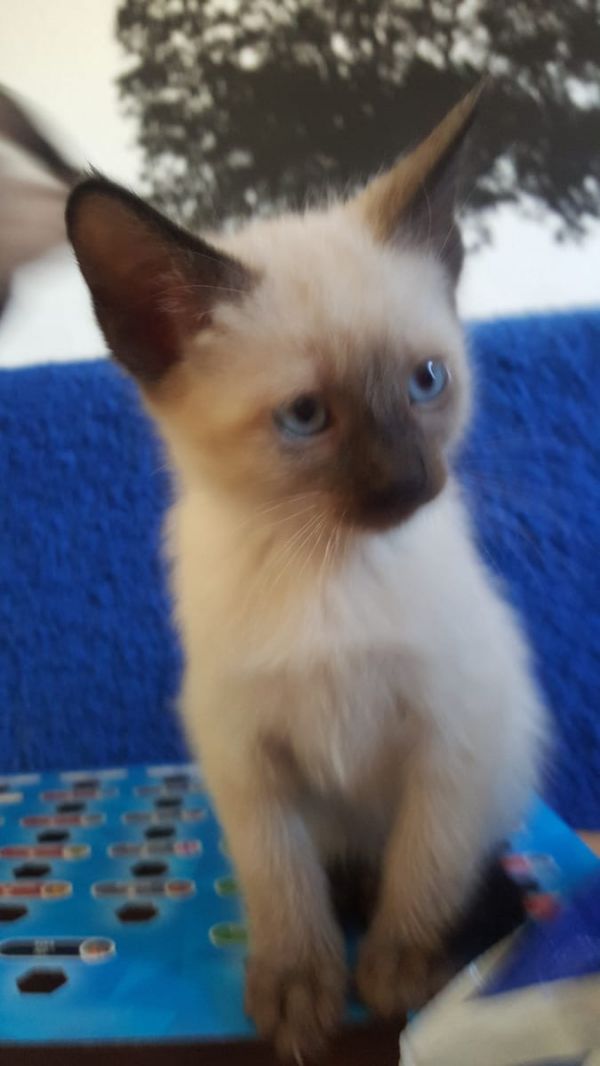 Siamese kitten  ( per regalo )