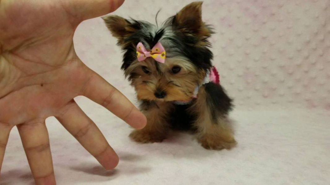 Disponibili bellissimi cuccioli yorkshire