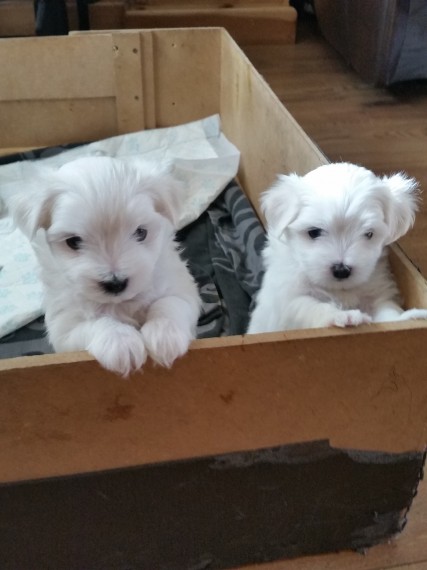 Maltese cuccioli in regalo
