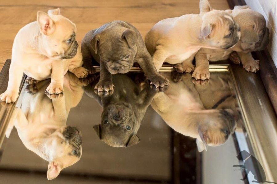  molto bella e sani cuccioli di bulldog francese per adozione  