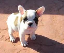 Adorabili cuccioli di bouledogue femminucce e maschietti disponibili per l'adozione cuccioli sono va