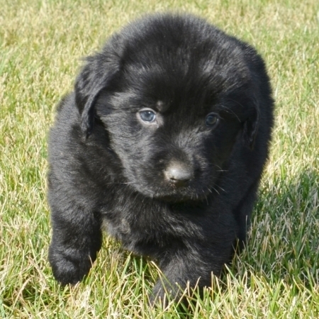 Regalo cuccioli di TERRANOVA