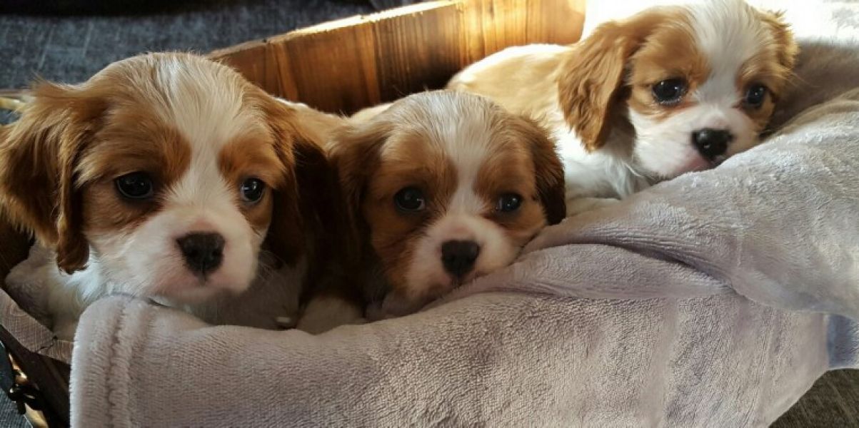  cuccioli di cavalier king femminucce e maschietti per l'adozione gratuita