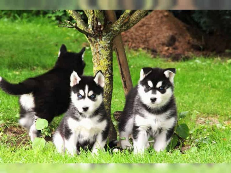 Regalo cuccioli Siberian Husky Maschio e Femmina Abbiamo disponibili