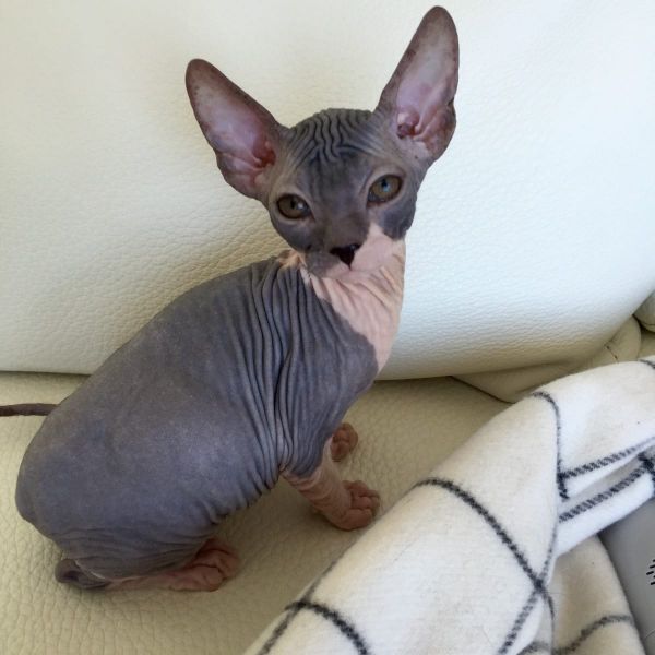 Gattini di Sphynx   per adozione ( maschio e femmina )