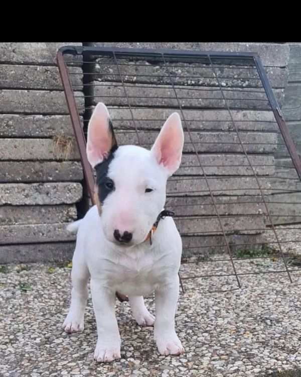 Regalo Cuccioli di bull terrier