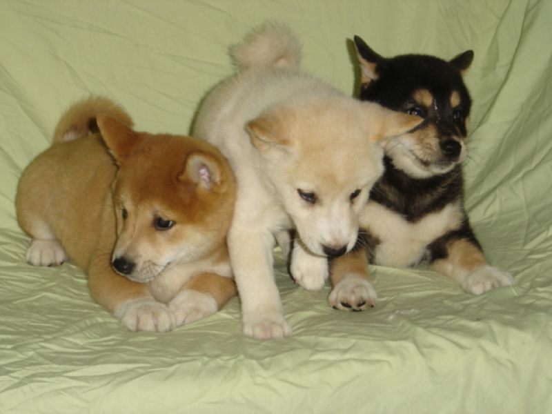 Cucciolo di Shiba Inu