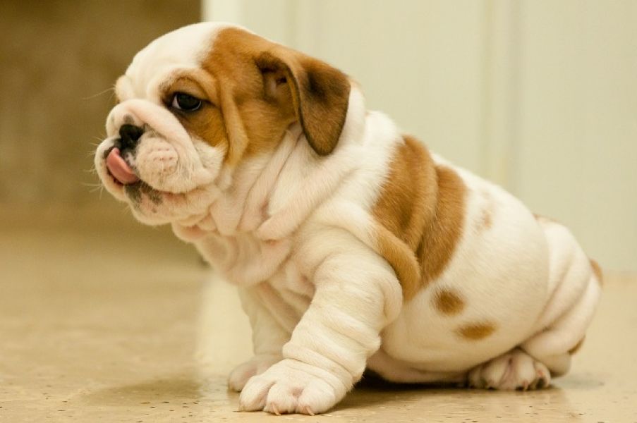 REGALO CUCCIOLI DI BULLDOG INGLESE  Bulldog Inglese cuccioli, disponibili 1 Maschio e 1 Femmina, all