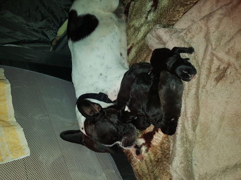 Sani maschio e femmina cuccioli di bulldog francese per adozione 