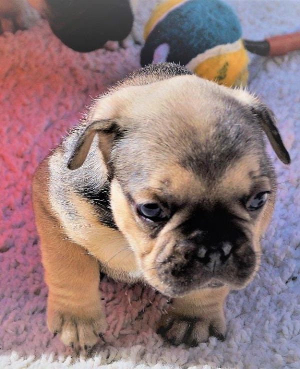 Molto bella e sani cuccioli di bulldog francese per adozione  