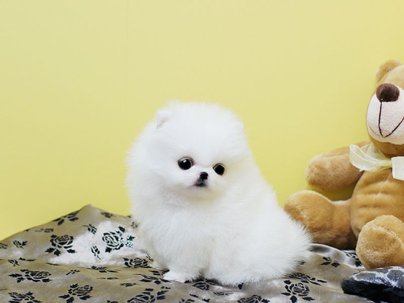 Due magnifico  bella Toy Pomeranian cuccioliati  con Pedigree 