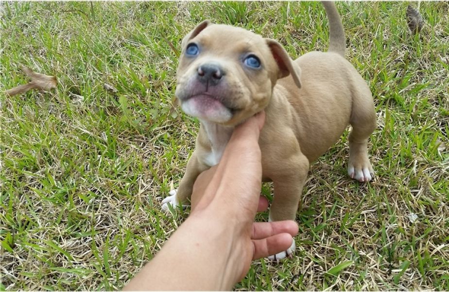 REGALO Bellissimi maschi e femmine PITBULL cuccioli Abbiamo disponibili cuccioli di PITBULL maschi e
