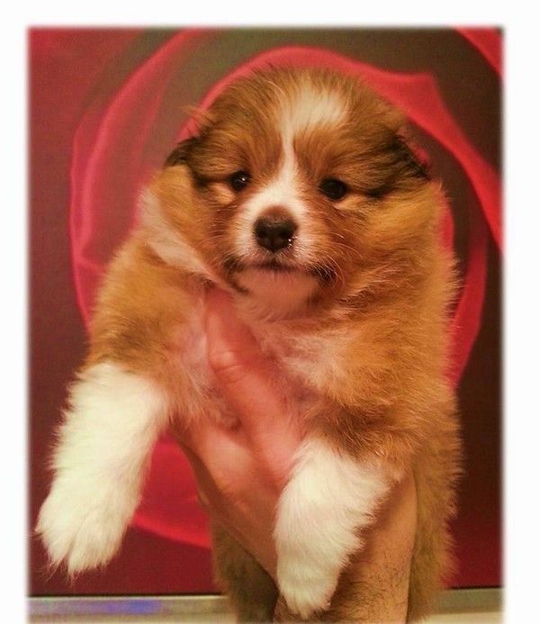 Cuccioli Shetland Sheepdog