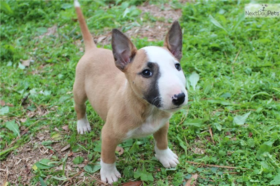 Cucciolo di Bull Terrier in vendita