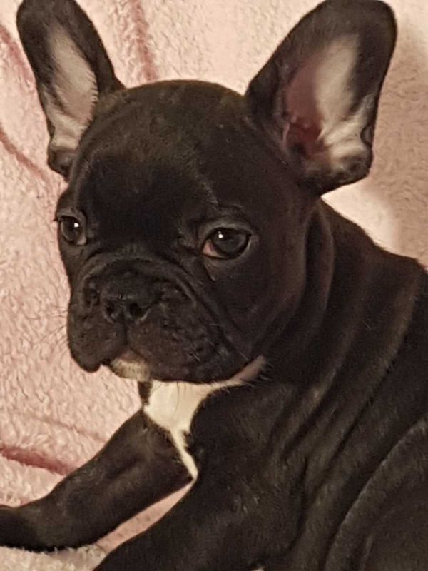 Cuccioli di razza bulldog francese per adozione 